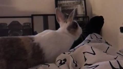 Bunny smelling owners foot and backing away