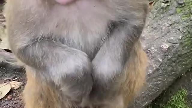 Real Monkey _ Animals Videos life activities and Fun man at the end clip _SVS Animals World