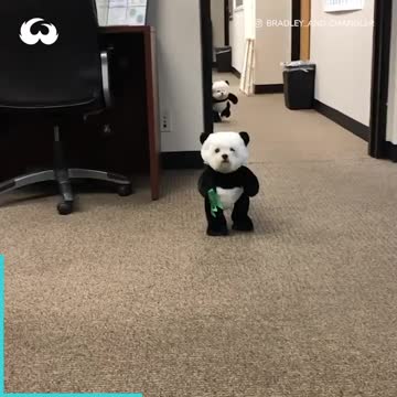 Panda Doggies. 🐼🐼🐶🐶