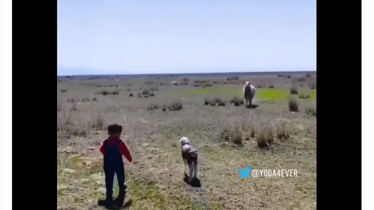 TOO DARN ADORABLE | A LITTLE KID REUNITES A LOST LAMB WITH IT’S MOTHER