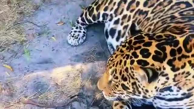 The leopard who had just finished eating lay on the ground and played with people