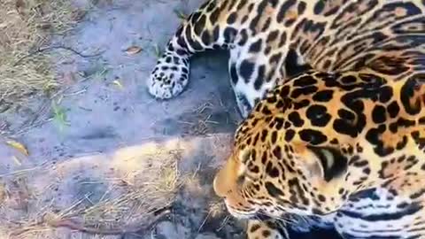 The leopard who had just finished eating lay on the ground and played with people