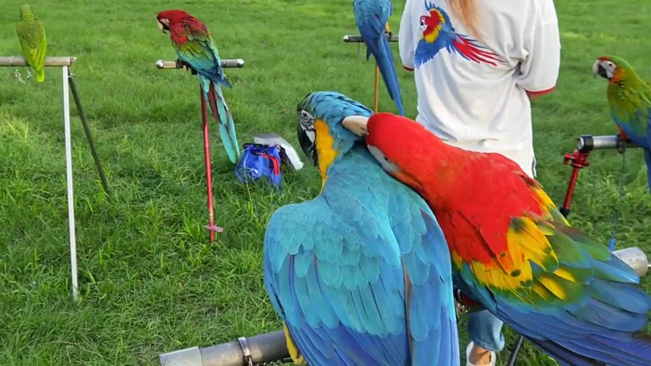 Video of Parrots Perched on Bird Stand it's awesome