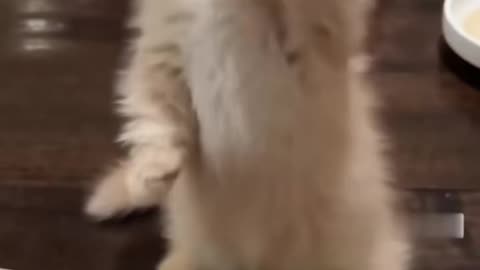 beautiful kitten