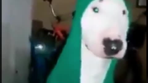 Cuando te olvidas de darle de comer a tu perro