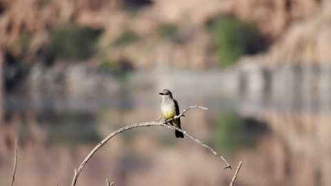 Footage Of Noise Maker Bird