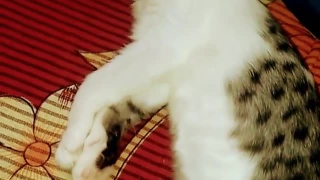 My kitten naughty drama baaz