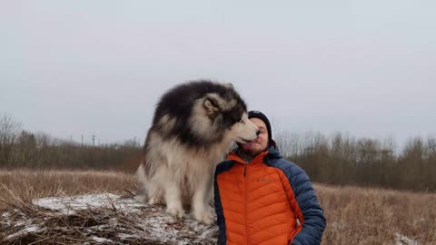 Funny and Cute Dog and Cat