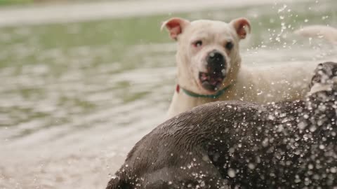 Dogs Playing in the Water