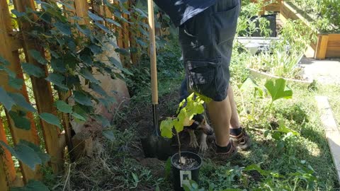 Kaiya helps in the garden.