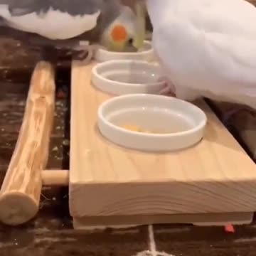 A group of cocktail birds eat eggs from the dishes in an amazing and fast way
