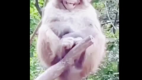 funny monkey compilation,