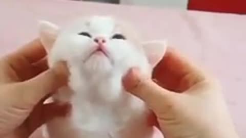 Baby cat fofo