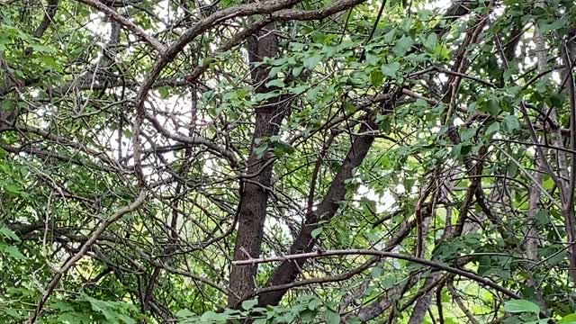 Chickadees James Gardens Toronto