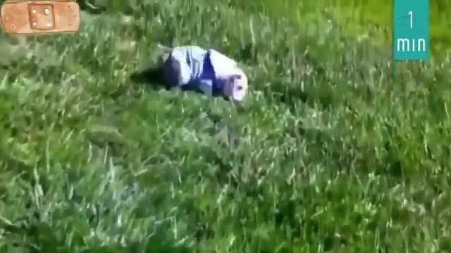 Funniest Animal Fails Compilation very funny video Must Watch