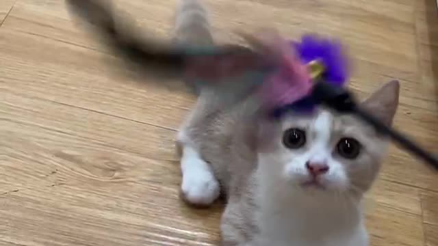 Tease the cat