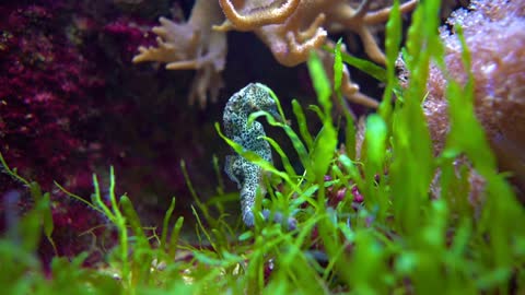 Sea horse in aquarium