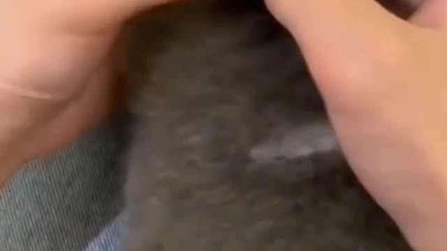 Small kittens Playing with My Hands