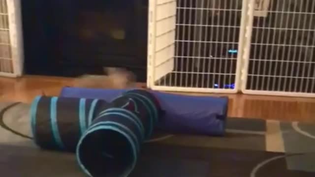 Brown rabbit crazy jumps around blue tube