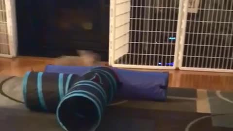 Brown rabbit crazy jumps around blue tube