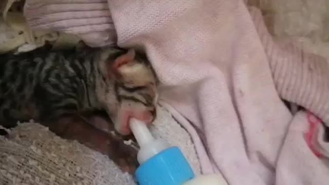 New Born Baby Cat