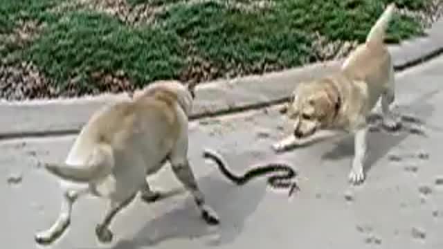 Snake vs Dog