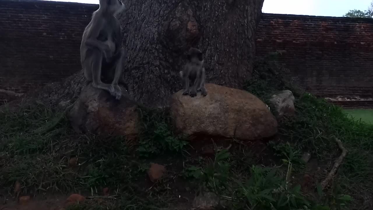 Gray langur Monkeys