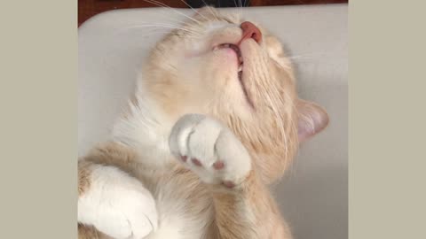 See how the cat is sleeping comfortably at home