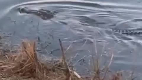 Gator said oh nice time lunch