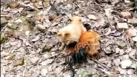 Dog vs Chick