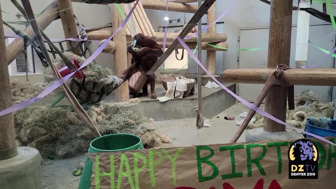 Jaya the Sumatran Orangutan Celebrates His Birthday