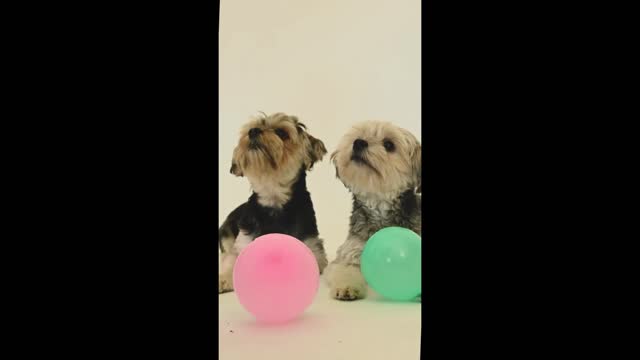 Cute Dogs Funny Videos #17 #dogs