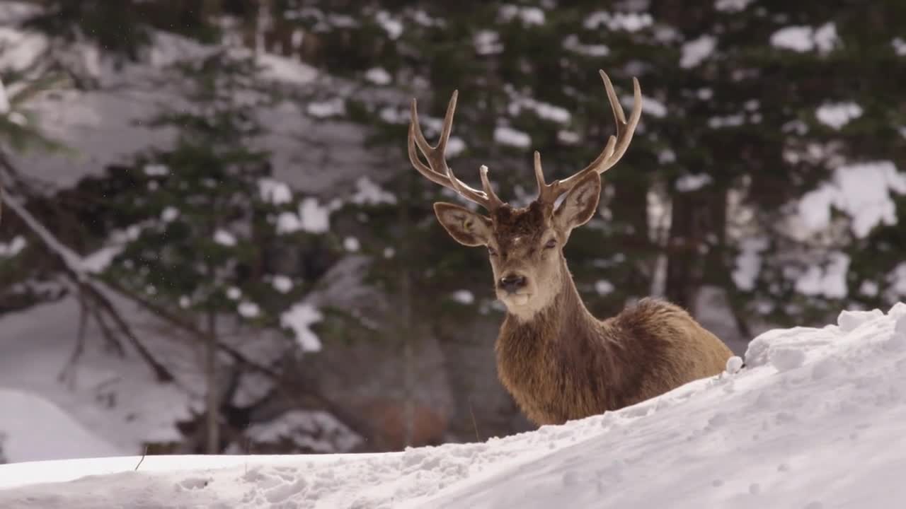 Wapiti Elk Proud Animal With Big Horns Slow Motion Winter