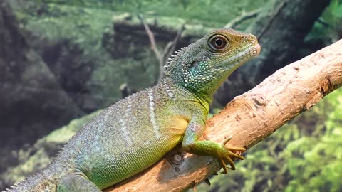 water dragon on tree