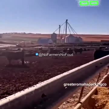 University of Nebraska Studies: How to Save the World from Carbon - Raise More Cows