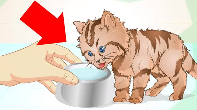 How to get your Sick Kitten to Eat!