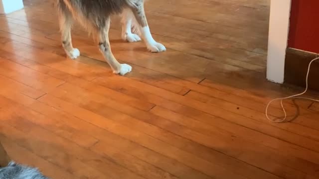 Dog Gives Its Own Tail a Tug