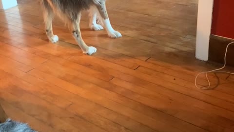 Dog Gives Its Own Tail a Tug