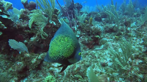 Friendly French Angelfish