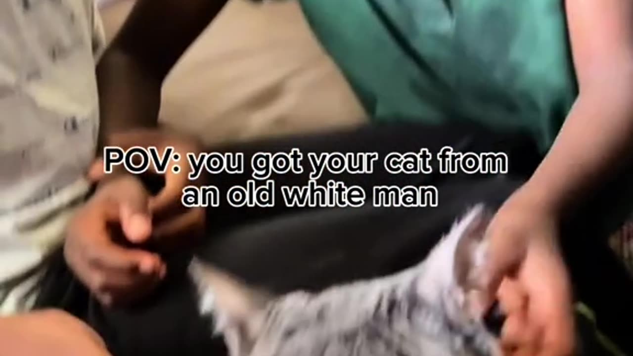 Cat funny video