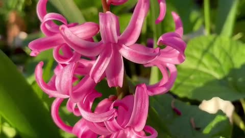 Beautiful Flowers