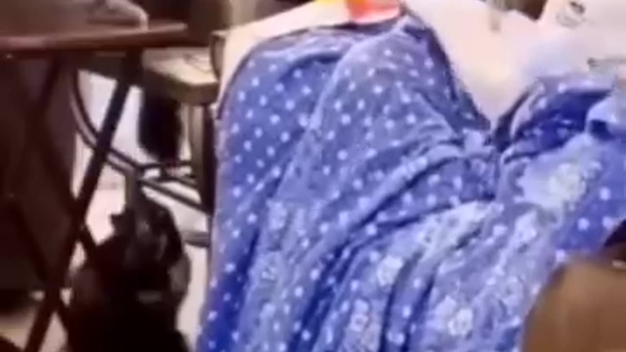 Funny animals