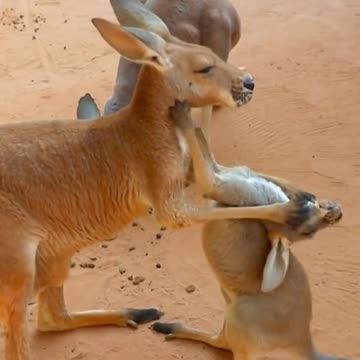 Captain is feelin’ feist