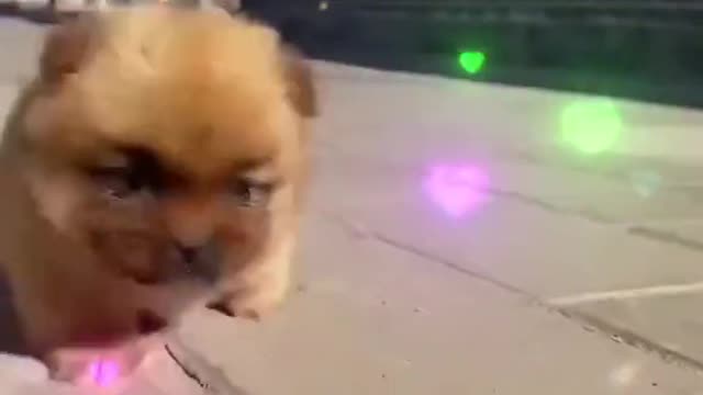 Little Cute Puppy