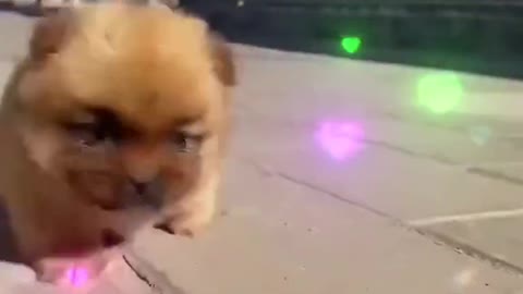 Little Cute Puppy