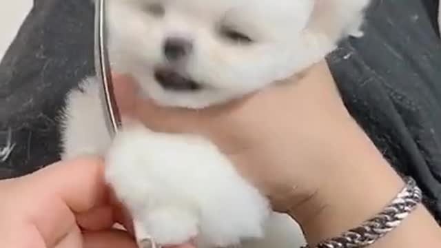 Puppy gets very angry at empty food bowl