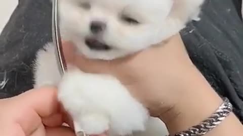 Puppy gets very angry at empty food bowl