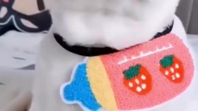 Short video of funny dogs