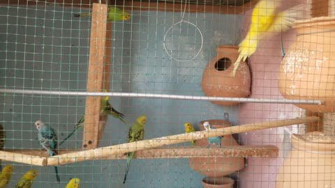 My Australian Parrots