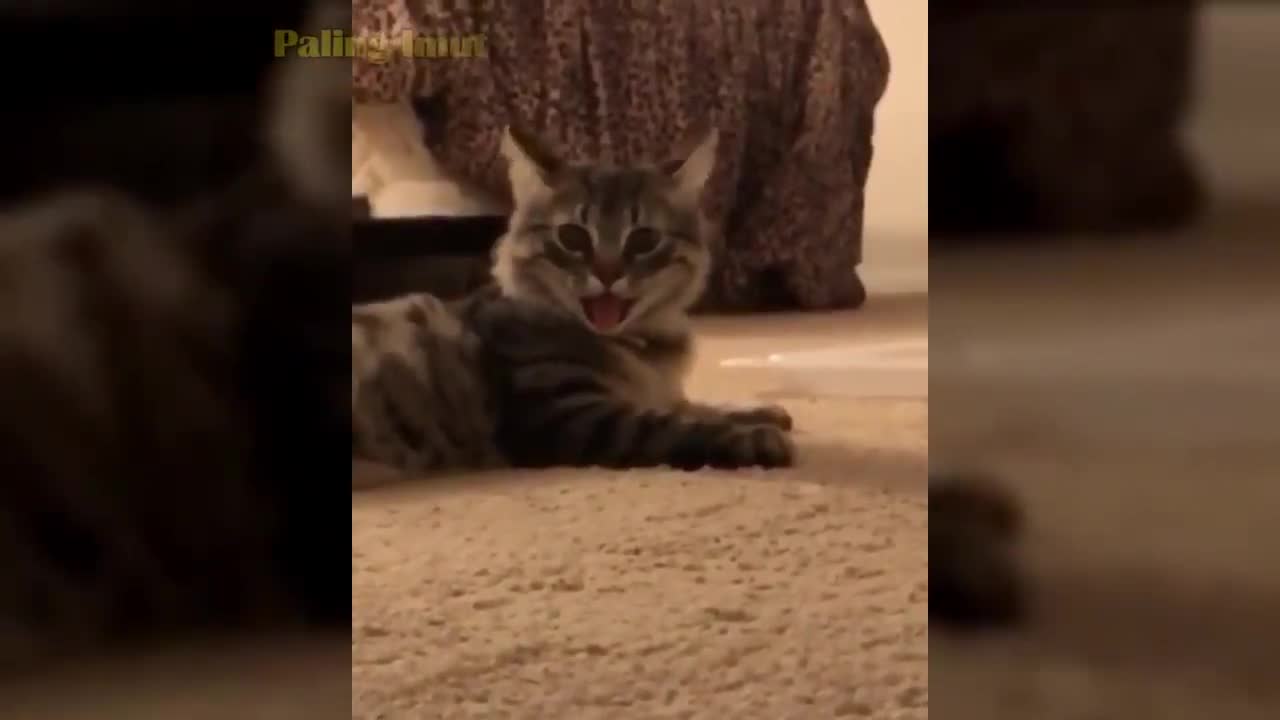 cute and adorable cat videos|| try not to lough